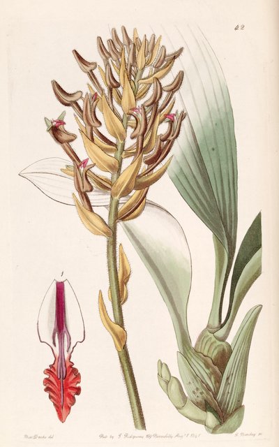 Eria ornata (als Syn. Eria armeniaca) von Miss Drake